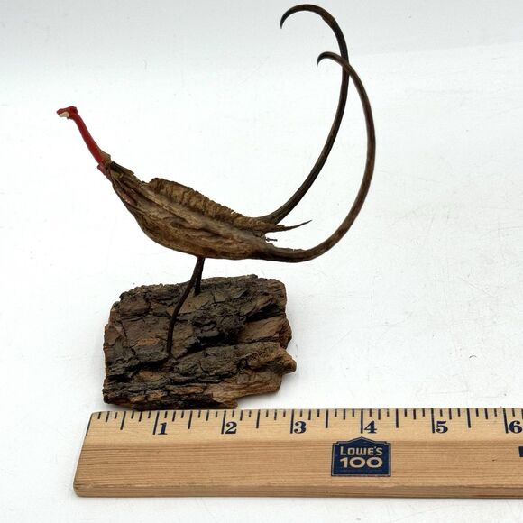 Vintage Devil's Claw Seed Pod Bird Sculpture Mounted on Driftwood Bark - Picture 12 of 13